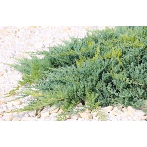 Borievka pingii (Juniperus pingii) ´PROSTRATA´ - výška 20-30 cm, kont. C2L